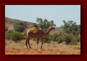 Wild camel